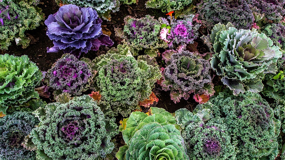 varieties-of-kale-1167557_960_720